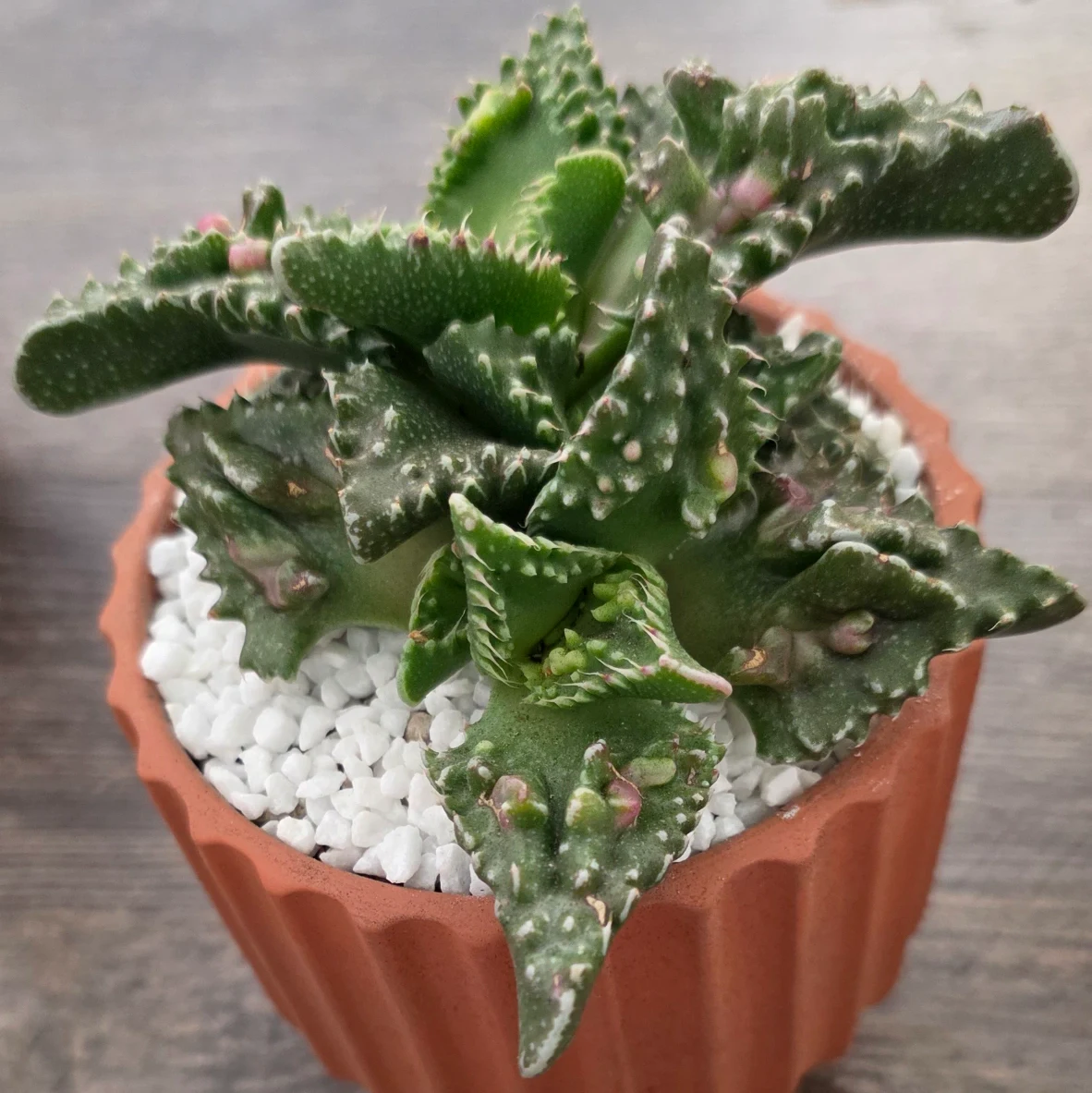 Faucaria tigrina by RoyalAlchemy