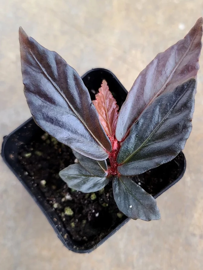 Begonia sp. Ferny Borneo by NashvilleNDP