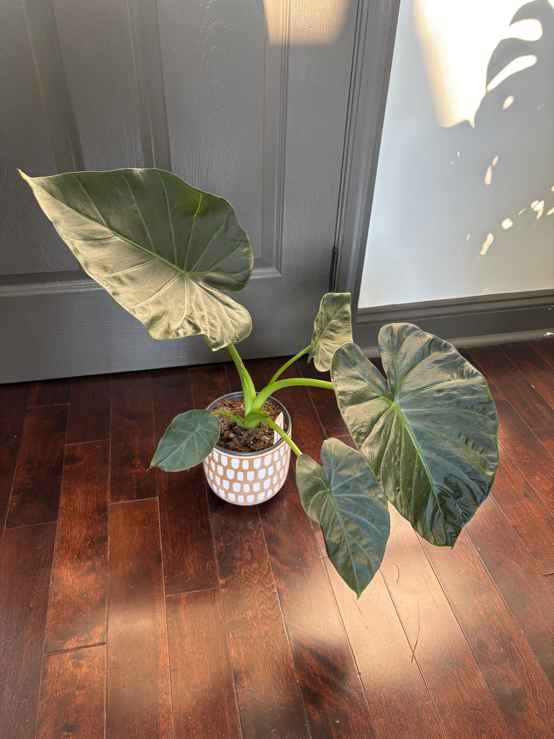 Alocasia reginae 'Regal Shield'' by katiesplants