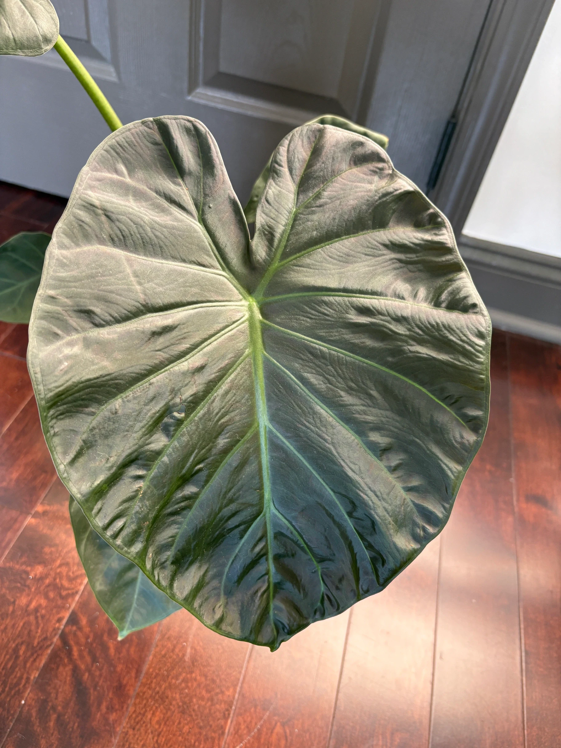 Alocasia reginae 'Regal Shield'' by katiesplants
