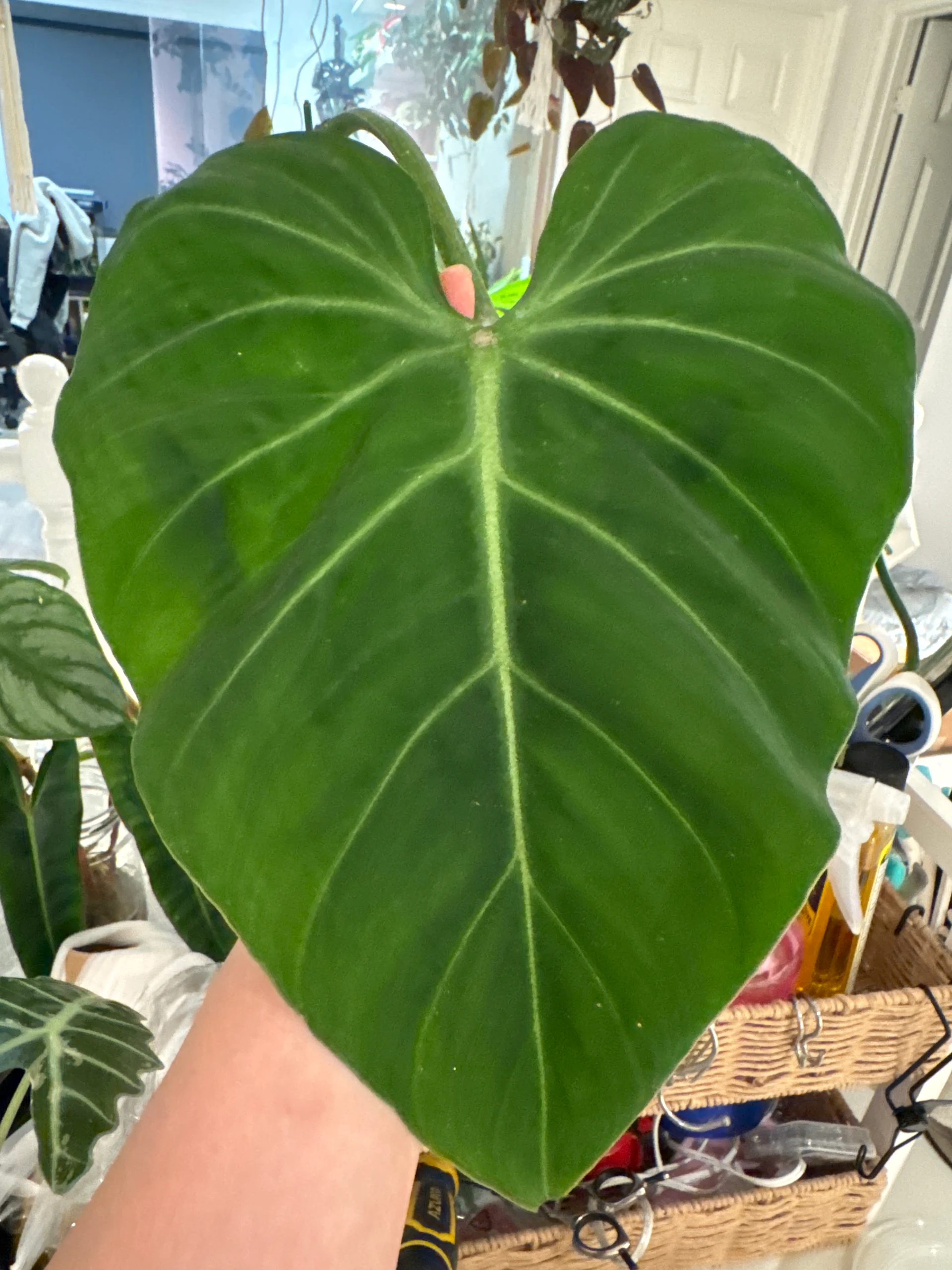 Philodendron Gloriosum by Labuleaf