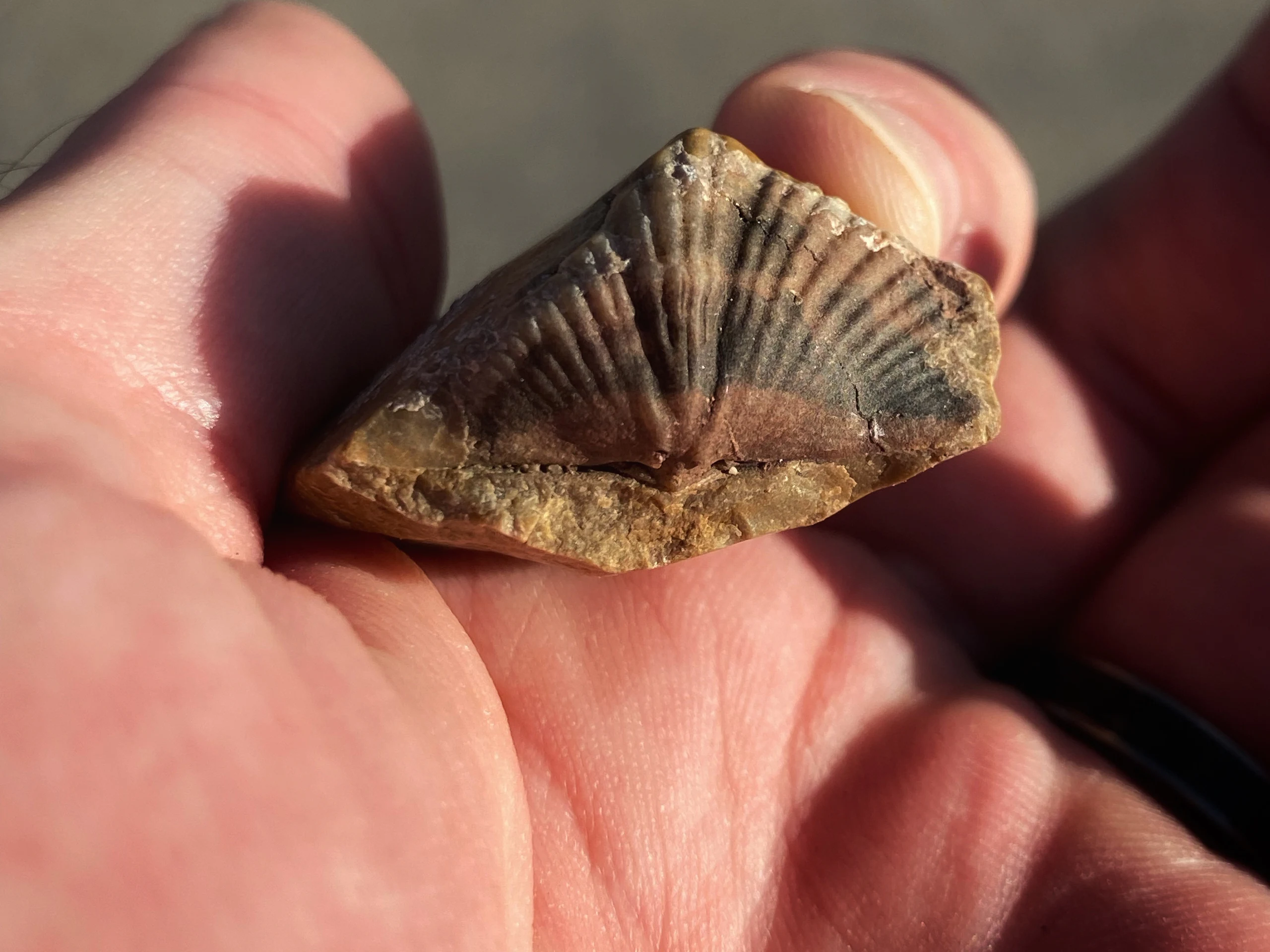 Brachiopod Mucrospirifer · Lions Park, Cheyenne, WY by space_coyote