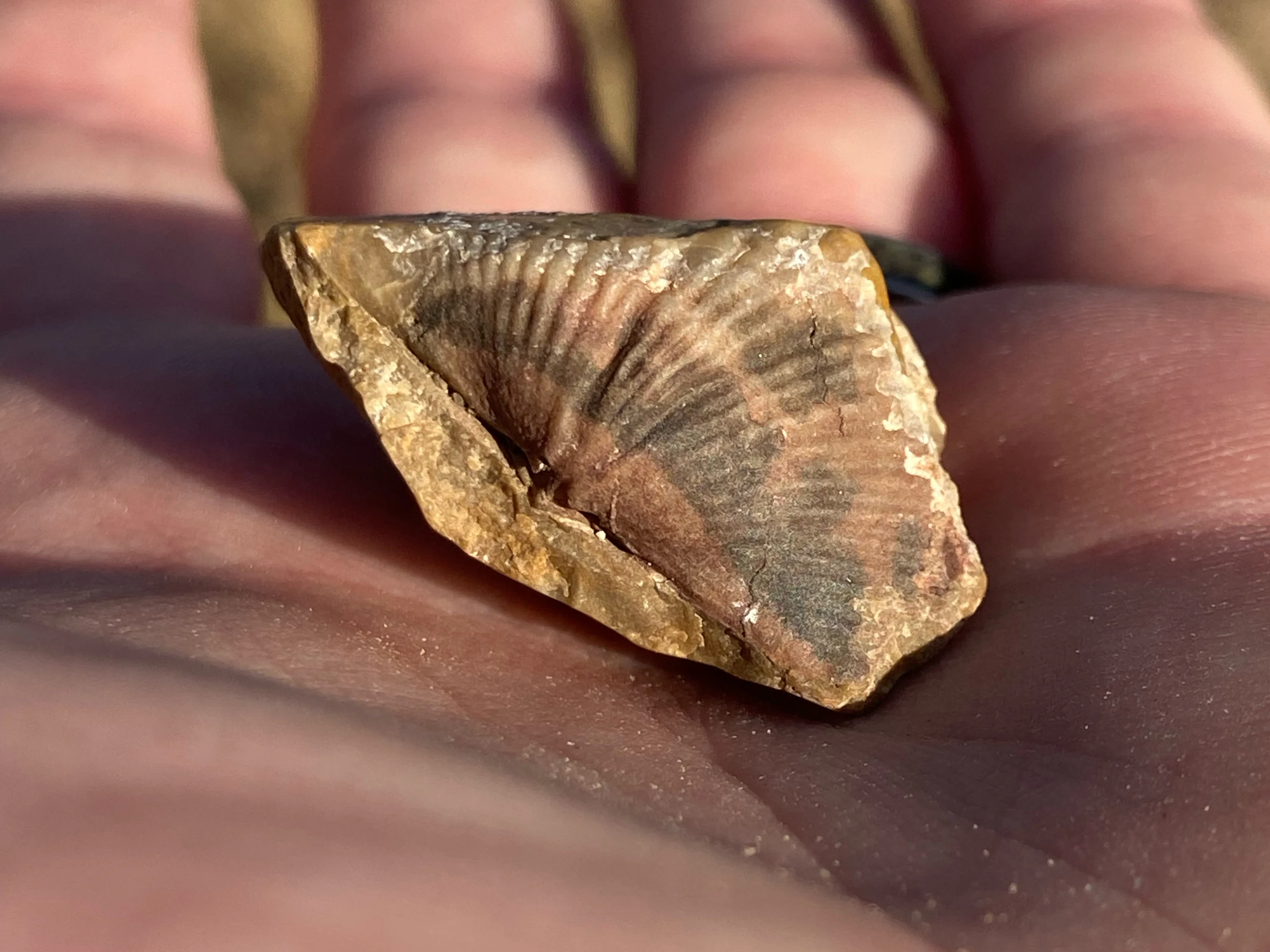 Brachiopod Mucrospirifer · Lions Park, Cheyenne, WY by space_coyote