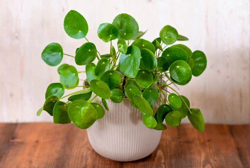 Pilea peperomioides by kathy