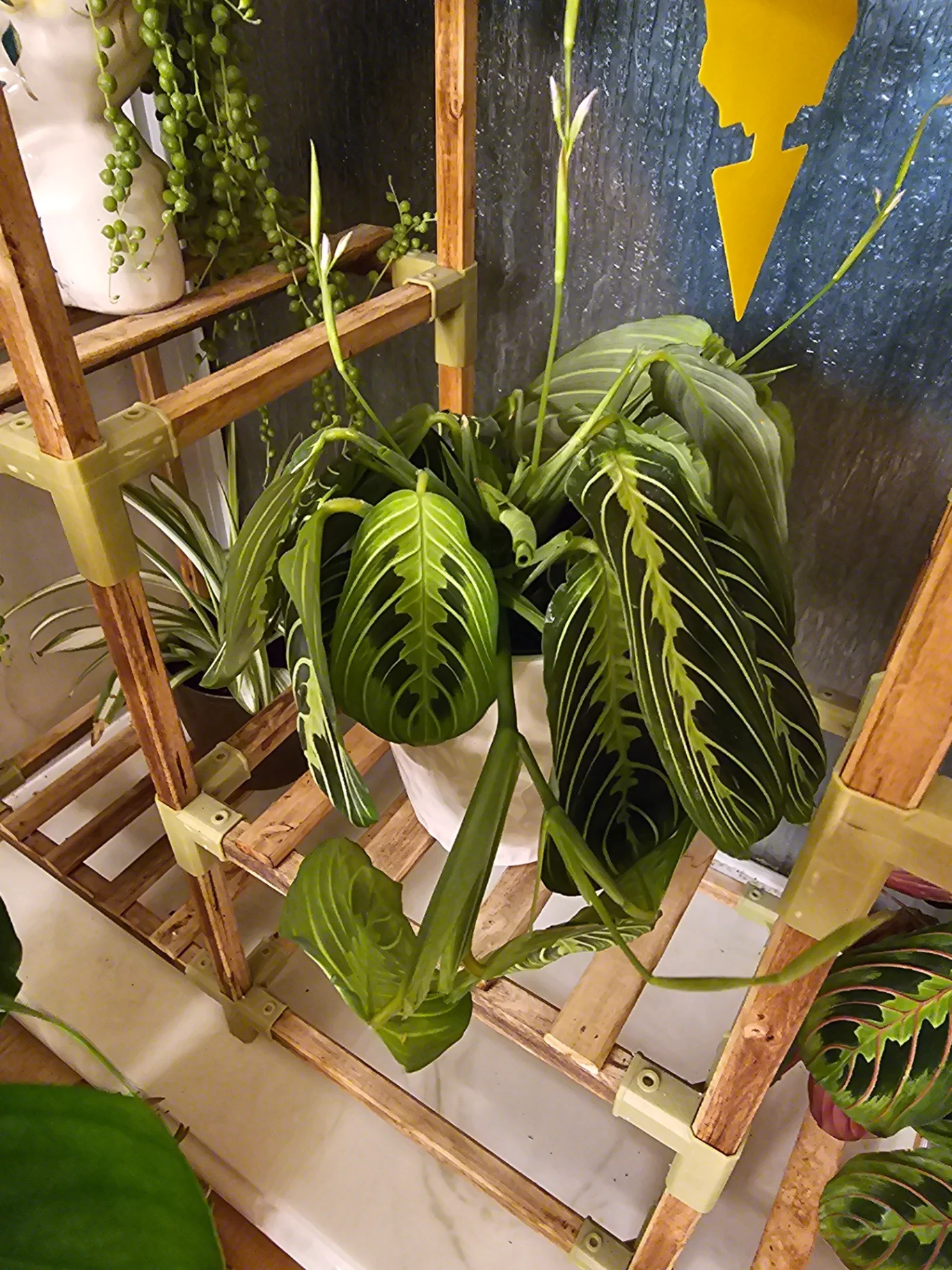 Maranta leuconeura 'Lemon Lime' by Mslatinatx73