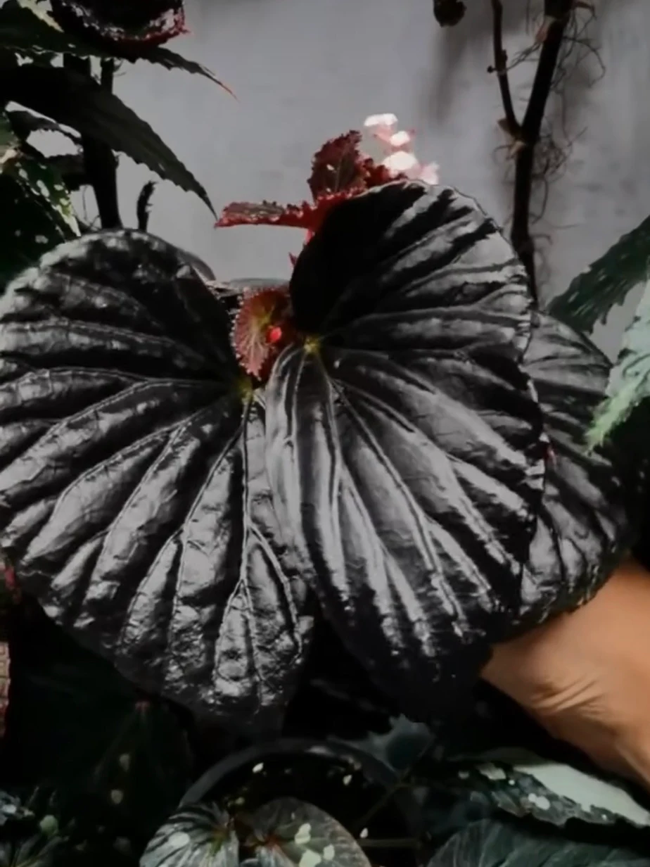 Begonia sp. Black Metallic by NashvilleNDP