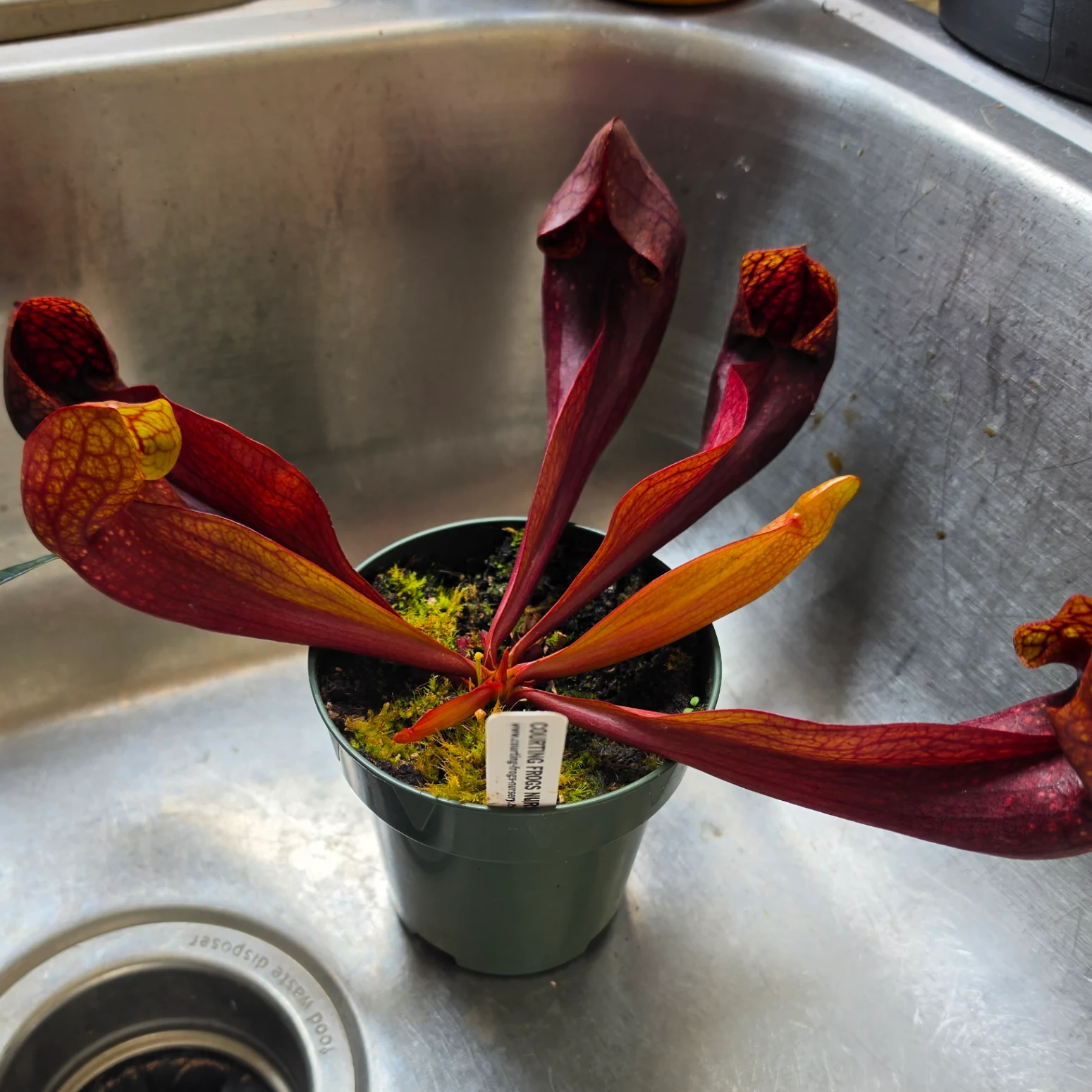 Sarracenia purpurea by Misskittyboo