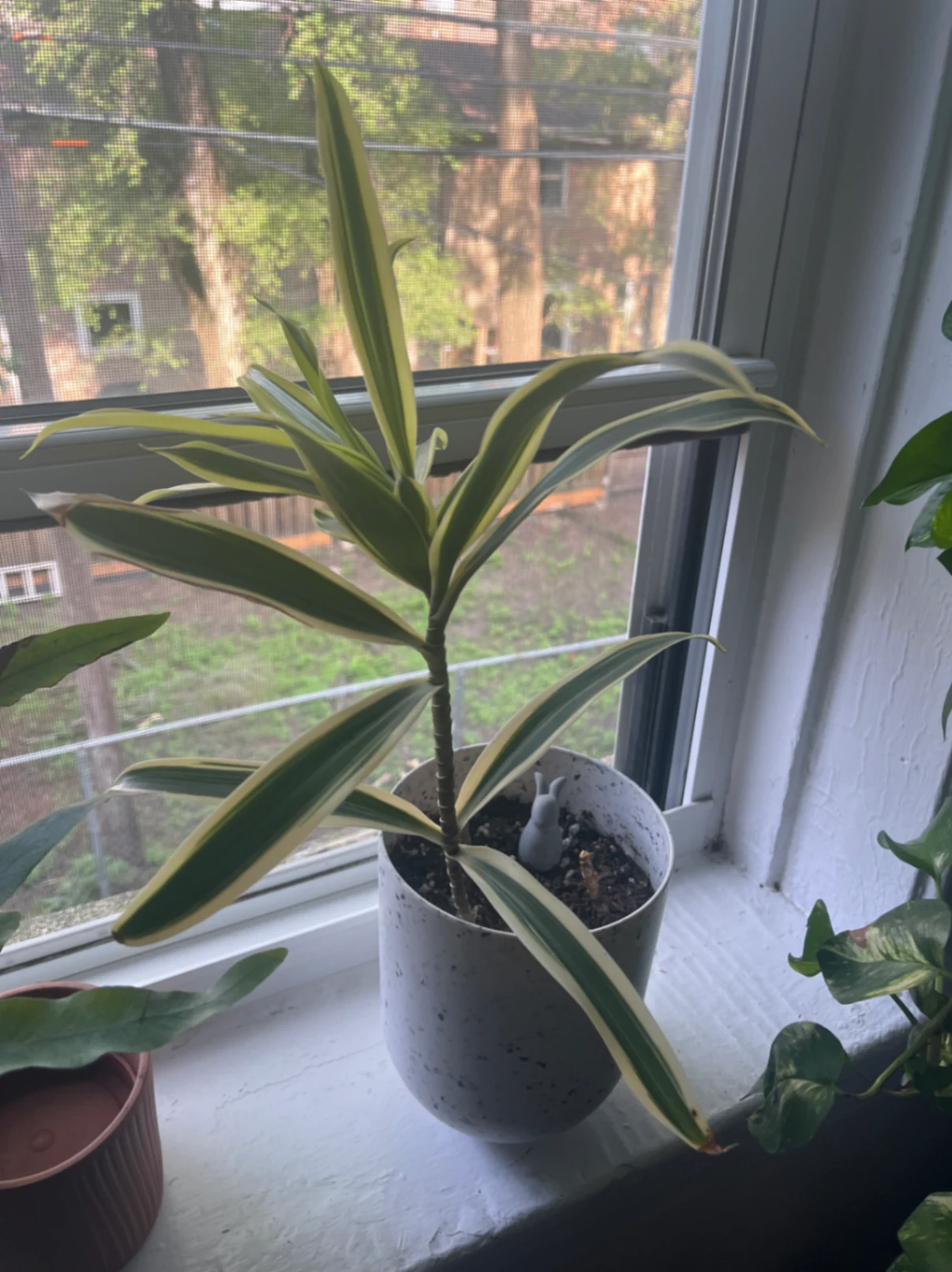 Dracaena reflexa 'Variegata' by joshchristoffersen