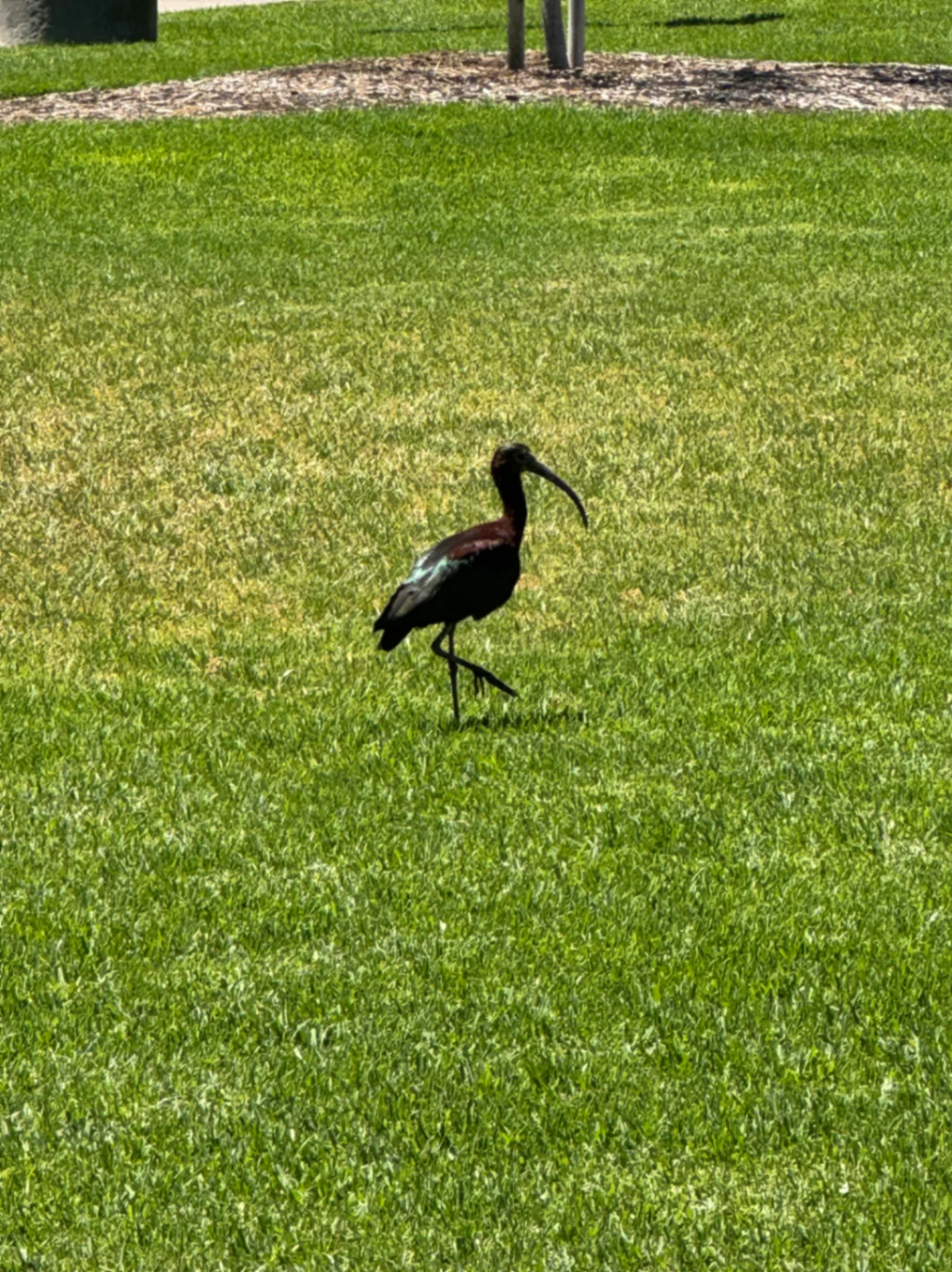 Glossy Ibis Plegadis falcinellus by David