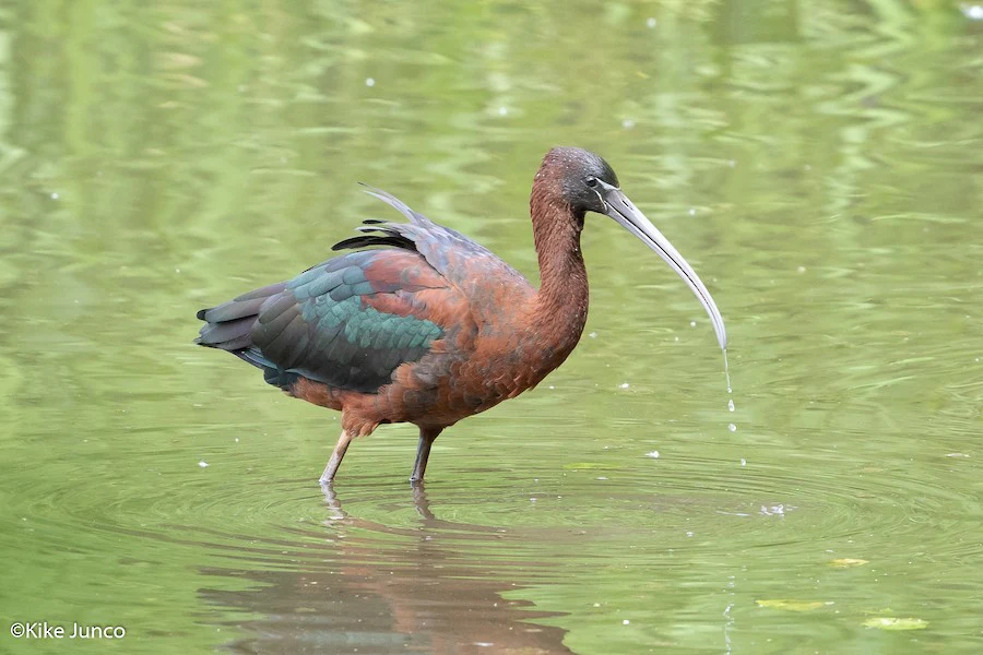 Glossy Ibis Plegadis falcinellus by David