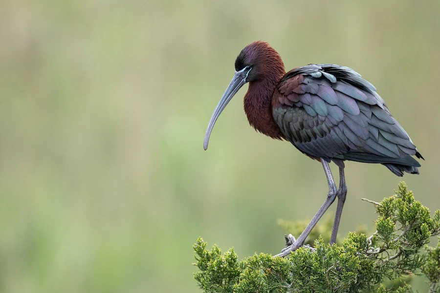 Glossy Ibis Plegadis falcinellus by David