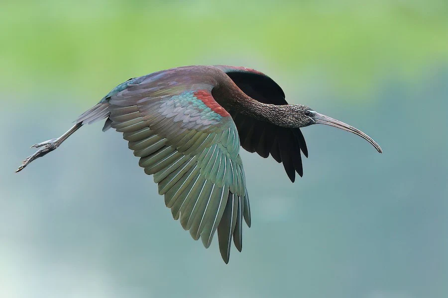 Glossy Ibis Plegadis falcinellus by David