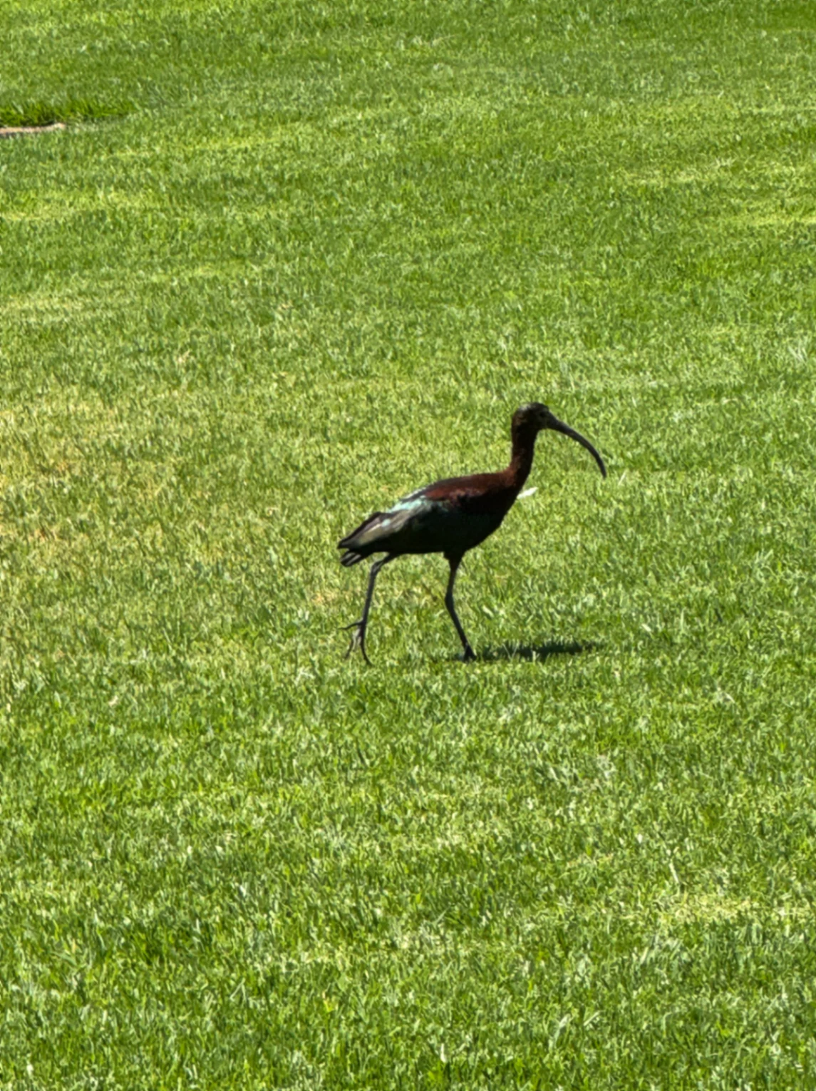 Glossy Ibis Plegadis falcinellus by David