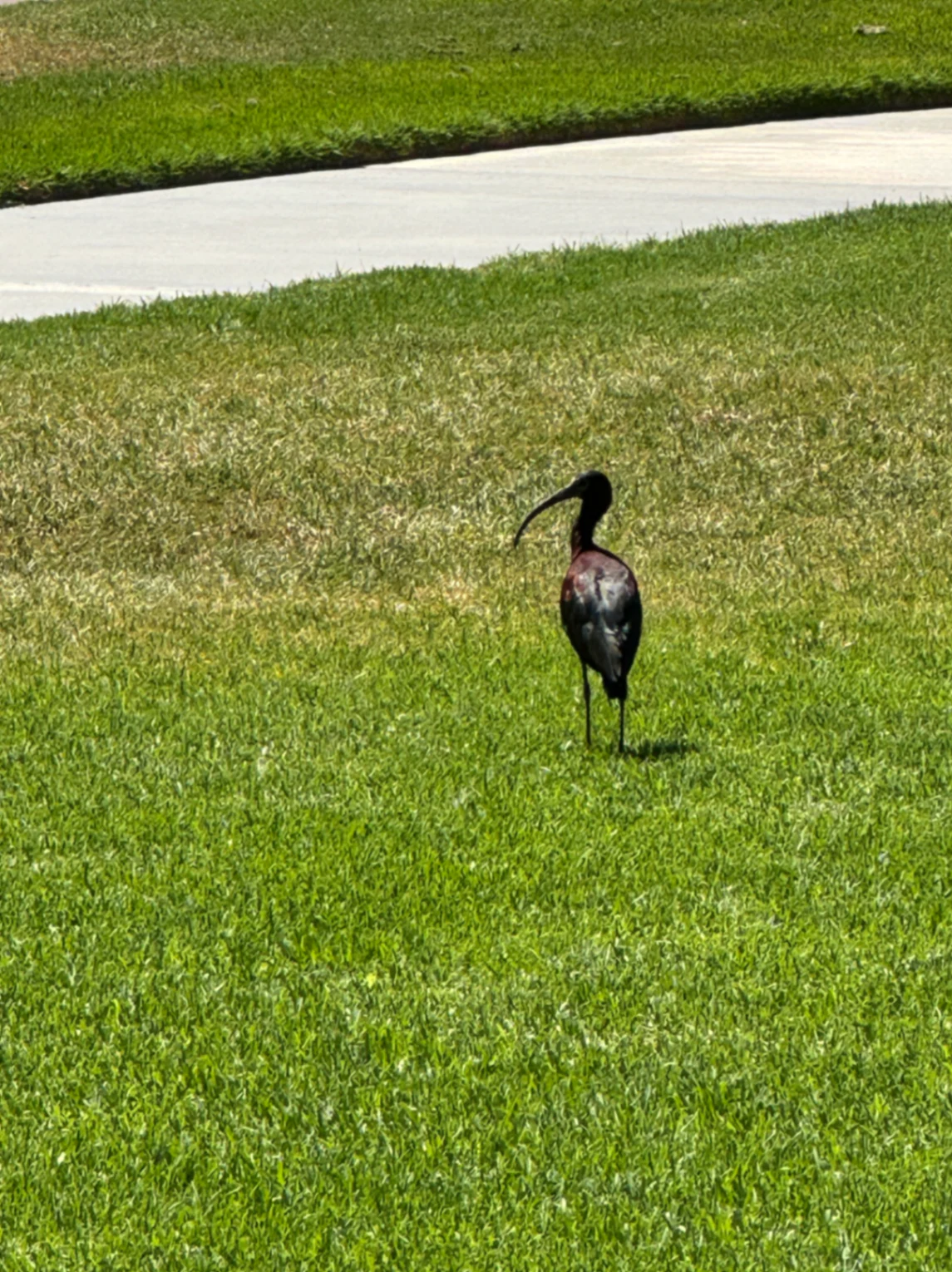Glossy Ibis Plegadis falcinellus by David