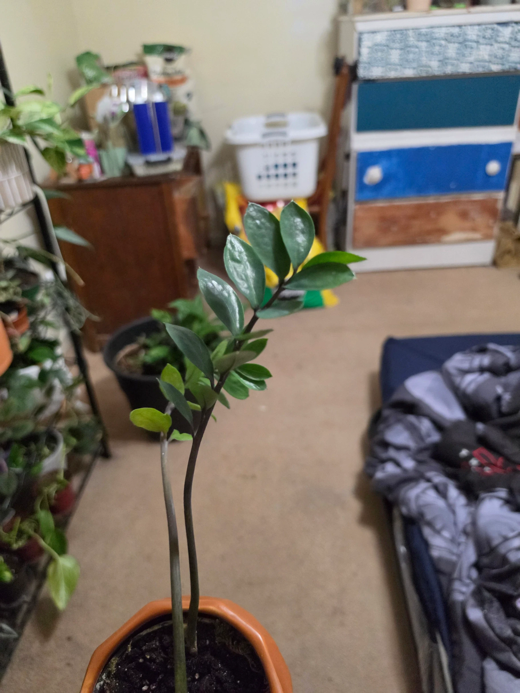Zamioculcas zamiifolia 'Raven' by Lilith