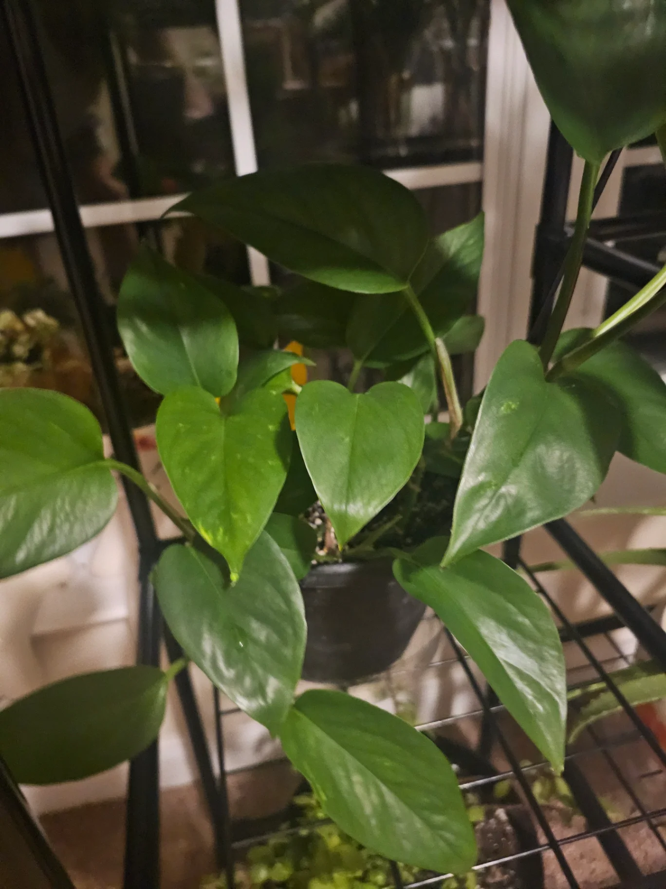 Epipremnum aureum 'Jade' by Mslatinatx73