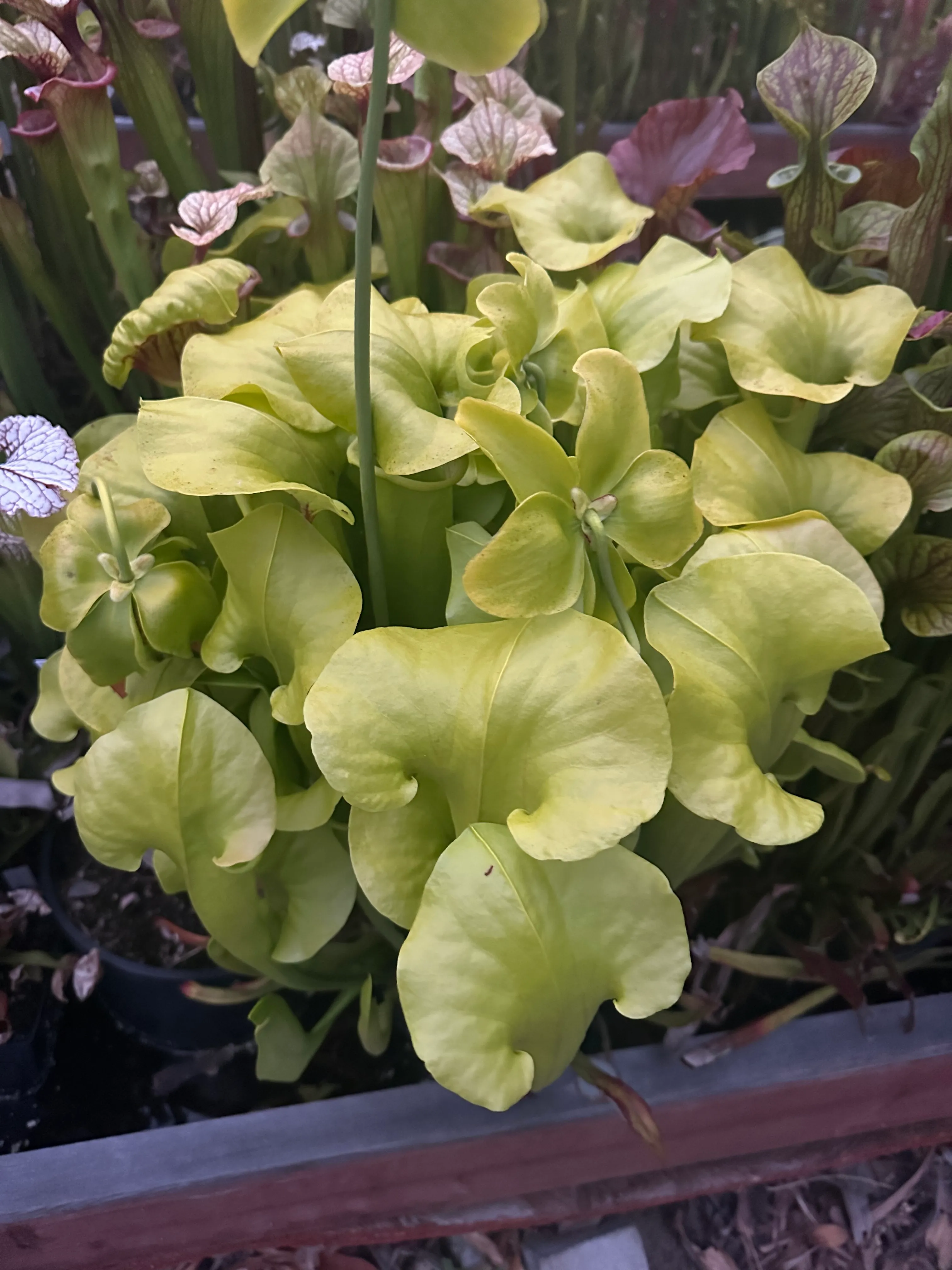 Sarracenia Flying nun by David