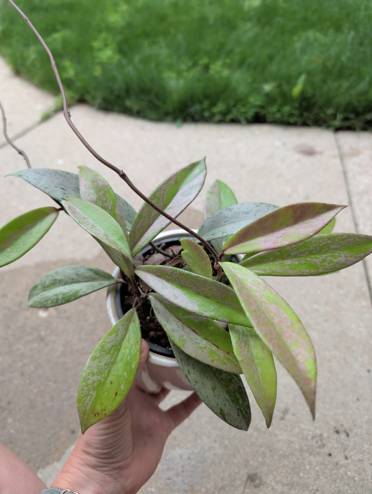 Hoya pubicalyx 'Pink Silver Ghost' by meg