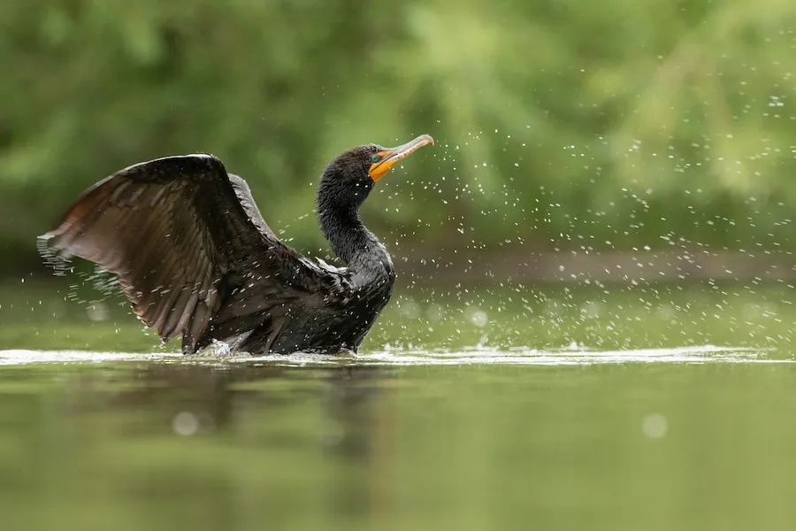 Double-crested Cormorant Nannopterum auritum by genevieve