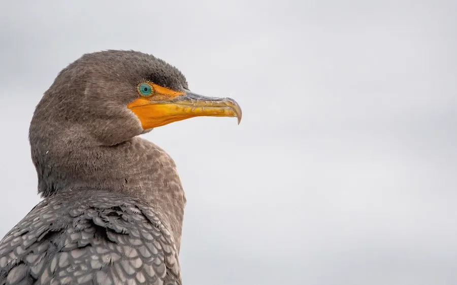Double-crested Cormorant Nannopterum auritum by genevieve