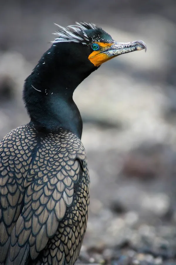 Double-crested Cormorant Nannopterum auritum by genevieve
