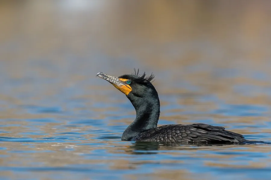 Double-crested Cormorant Nannopterum auritum by genevieve