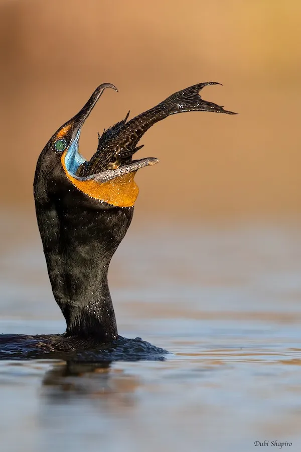 Double-crested Cormorant Nannopterum auritum by genevieve