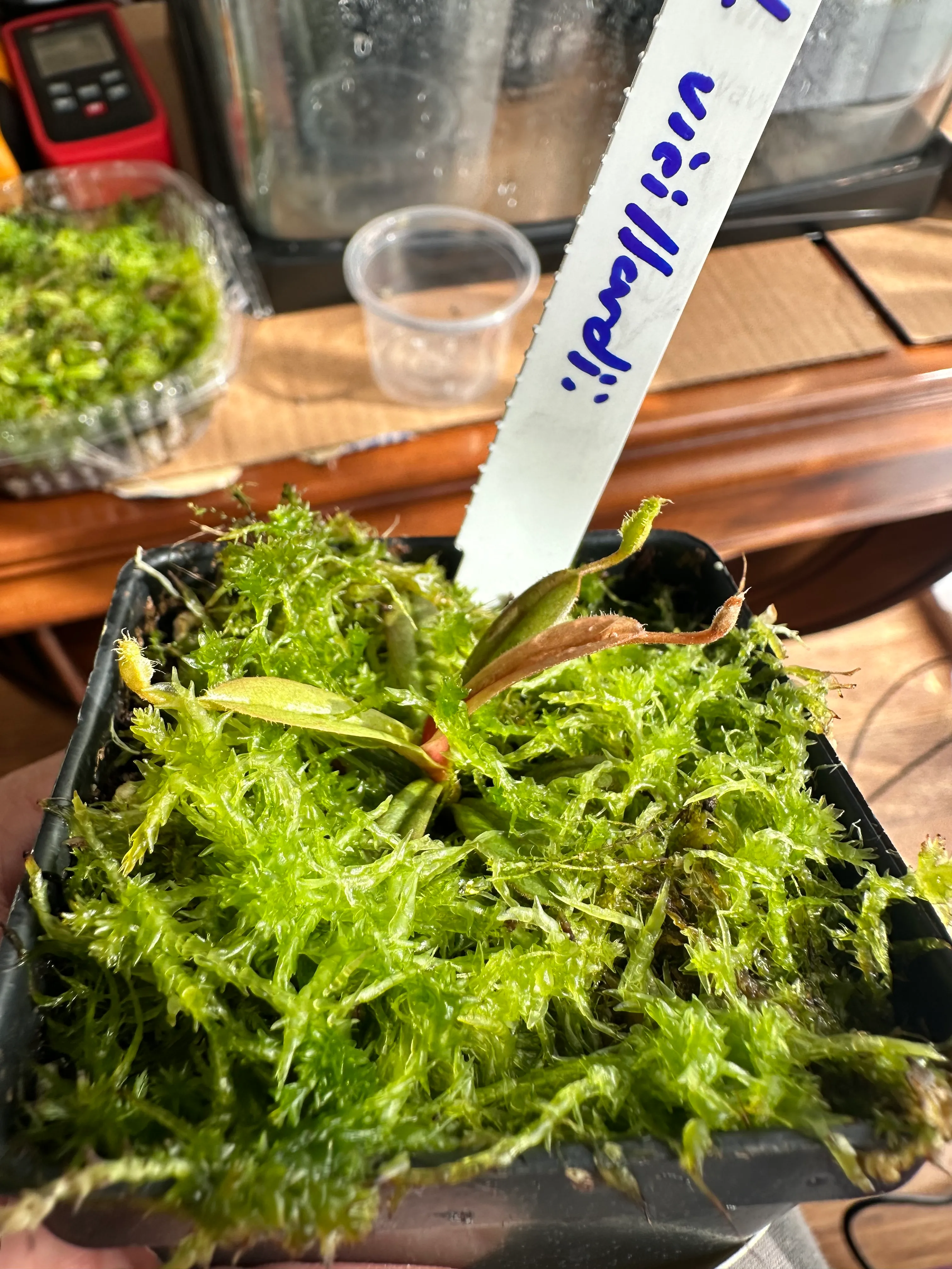 Nepenthes Vieillardii by marklt