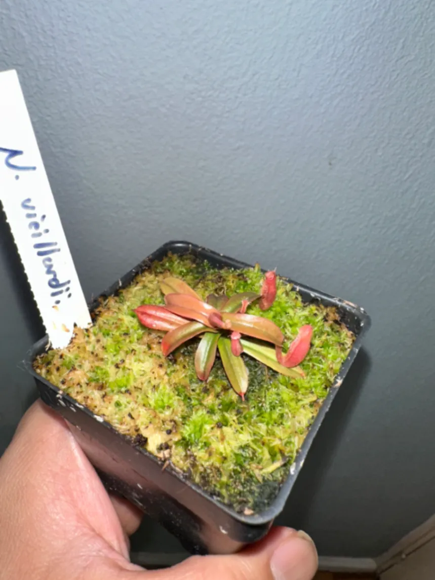 Nepenthes Vieillardii by marklt
