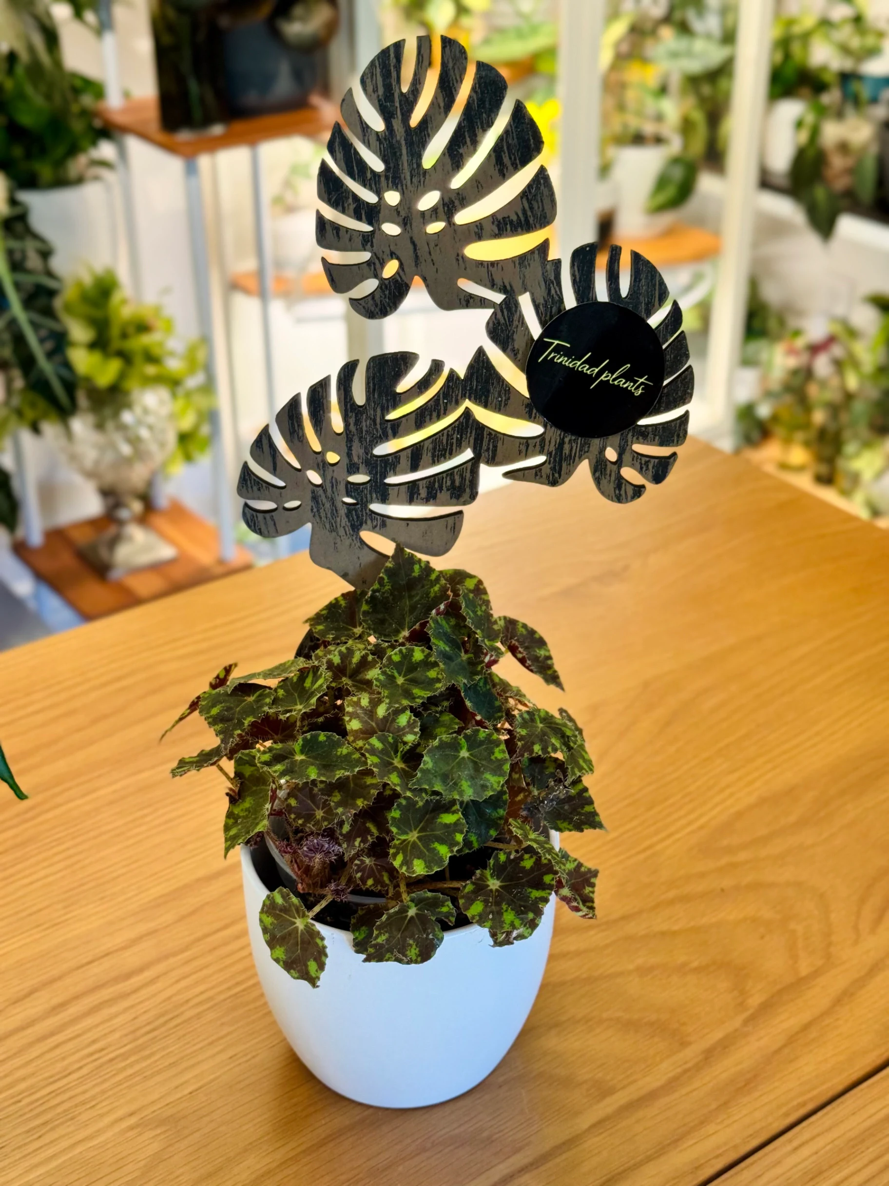 Begonia bowerae Tiger Paws by Labuleaf