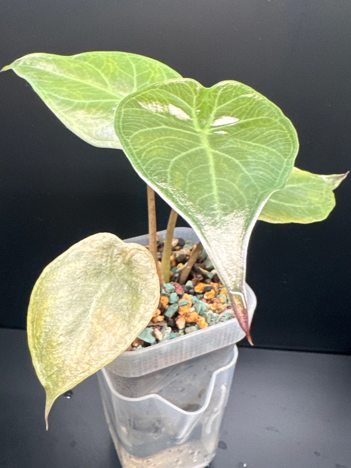 Alocasia by Zharia