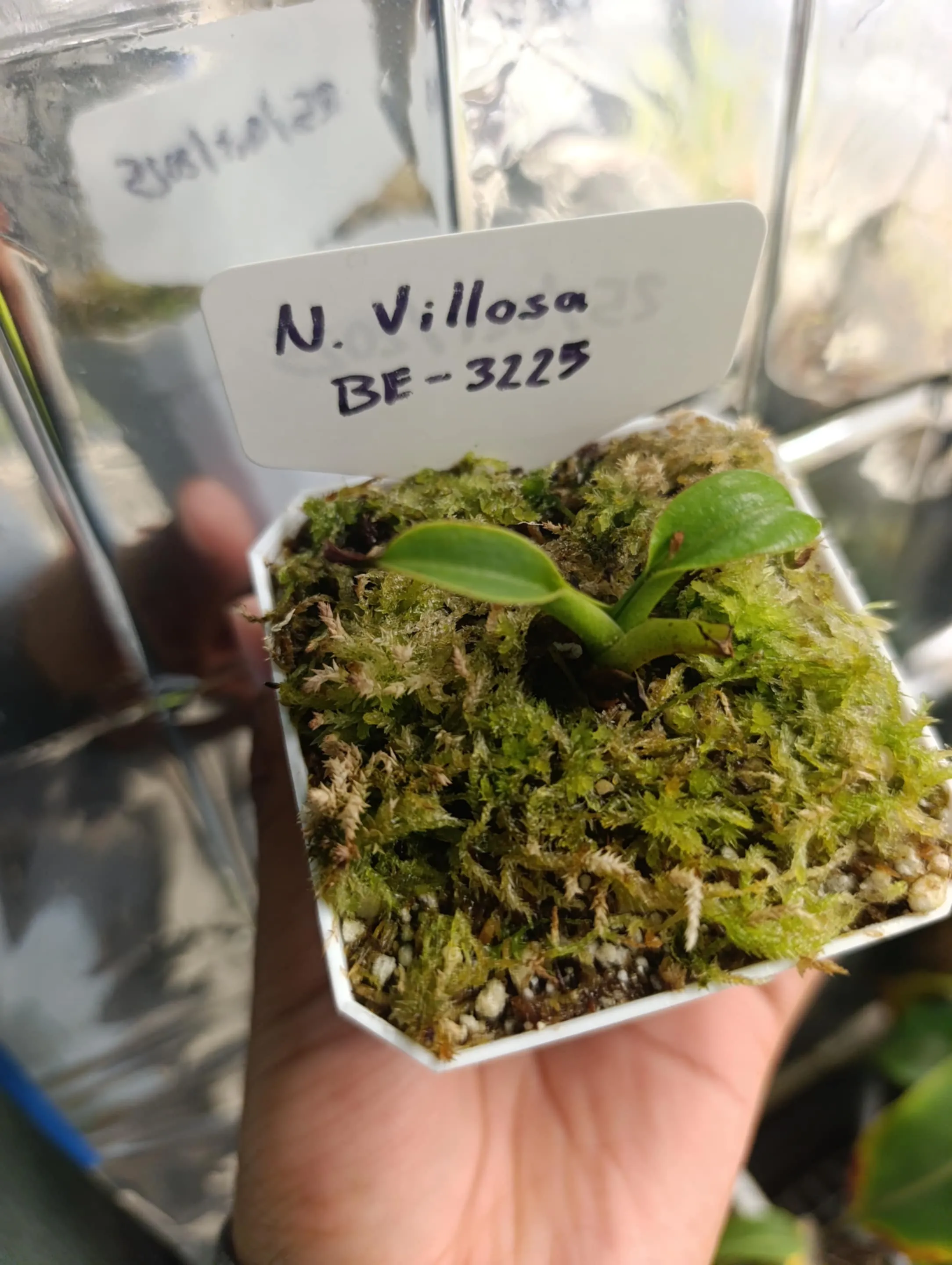 Nepenthes Villosa by marklt