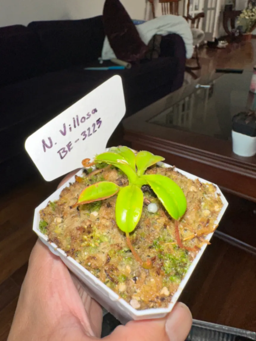 Nepenthes Villosa by marklt