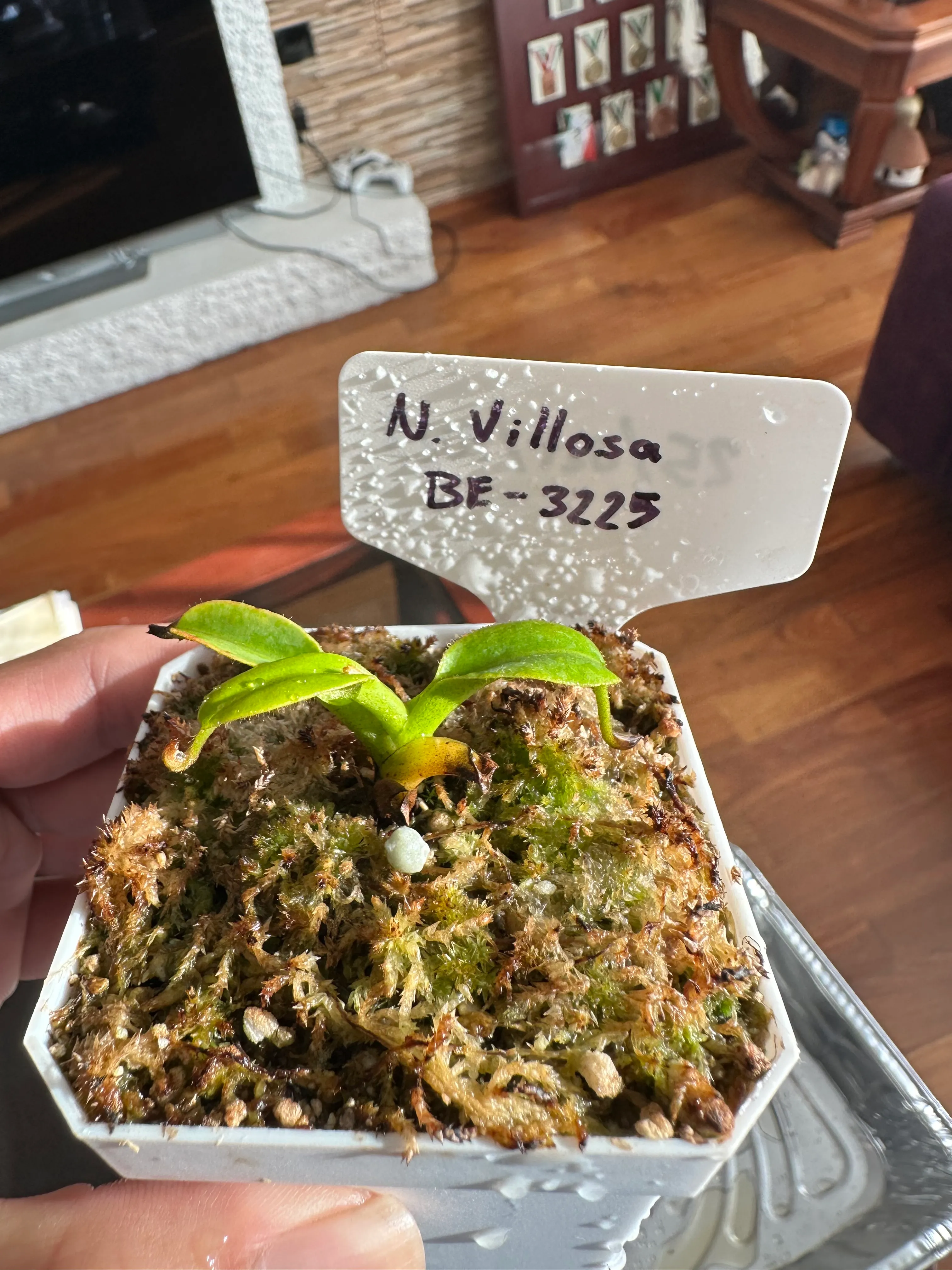 Nepenthes Villosa by marklt