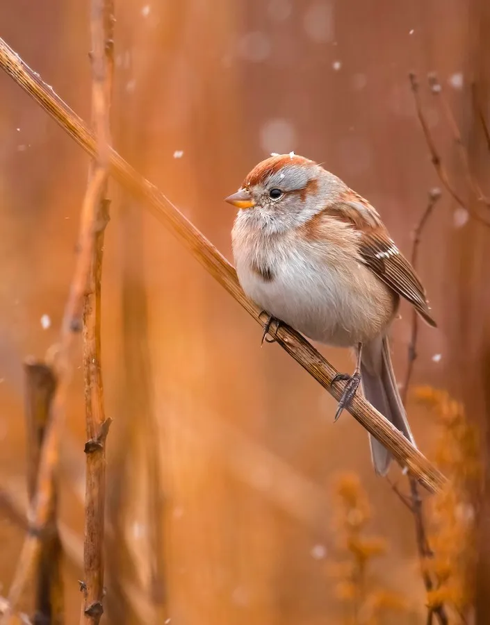 American Tree Sparrow Spizelloides arborea by genevieve