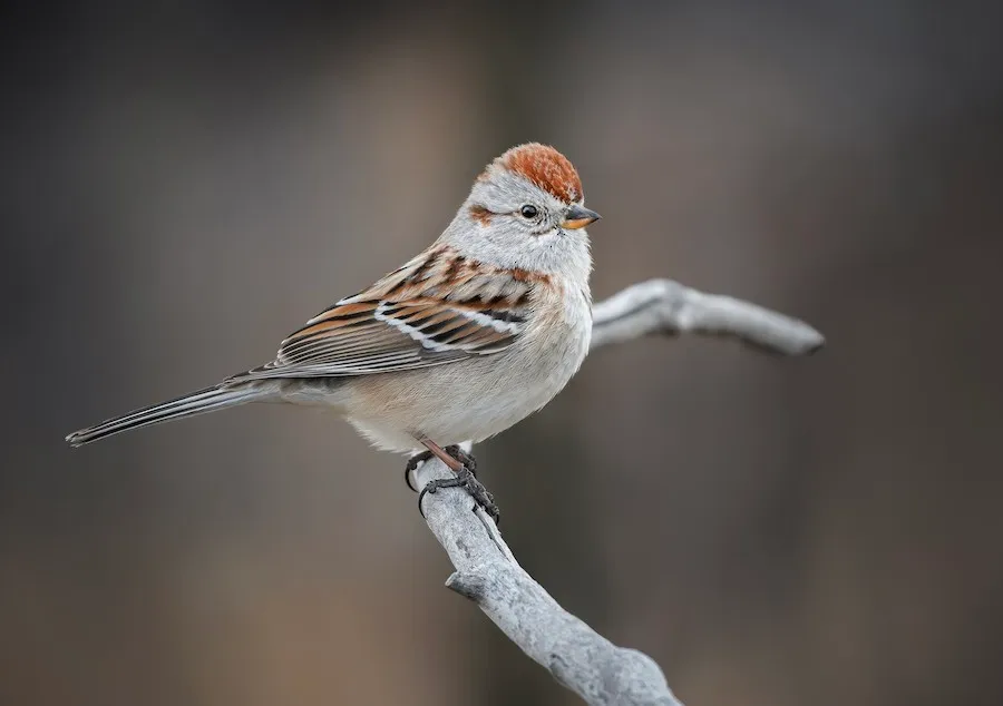 American Tree Sparrow Spizelloides arborea by genevieve