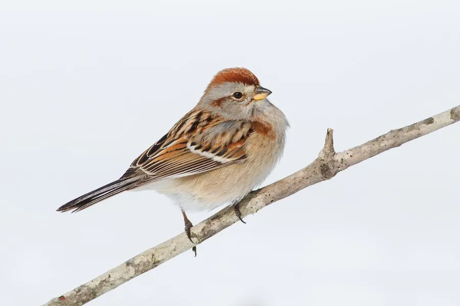 American Tree Sparrow Spizelloides arborea by genevieve