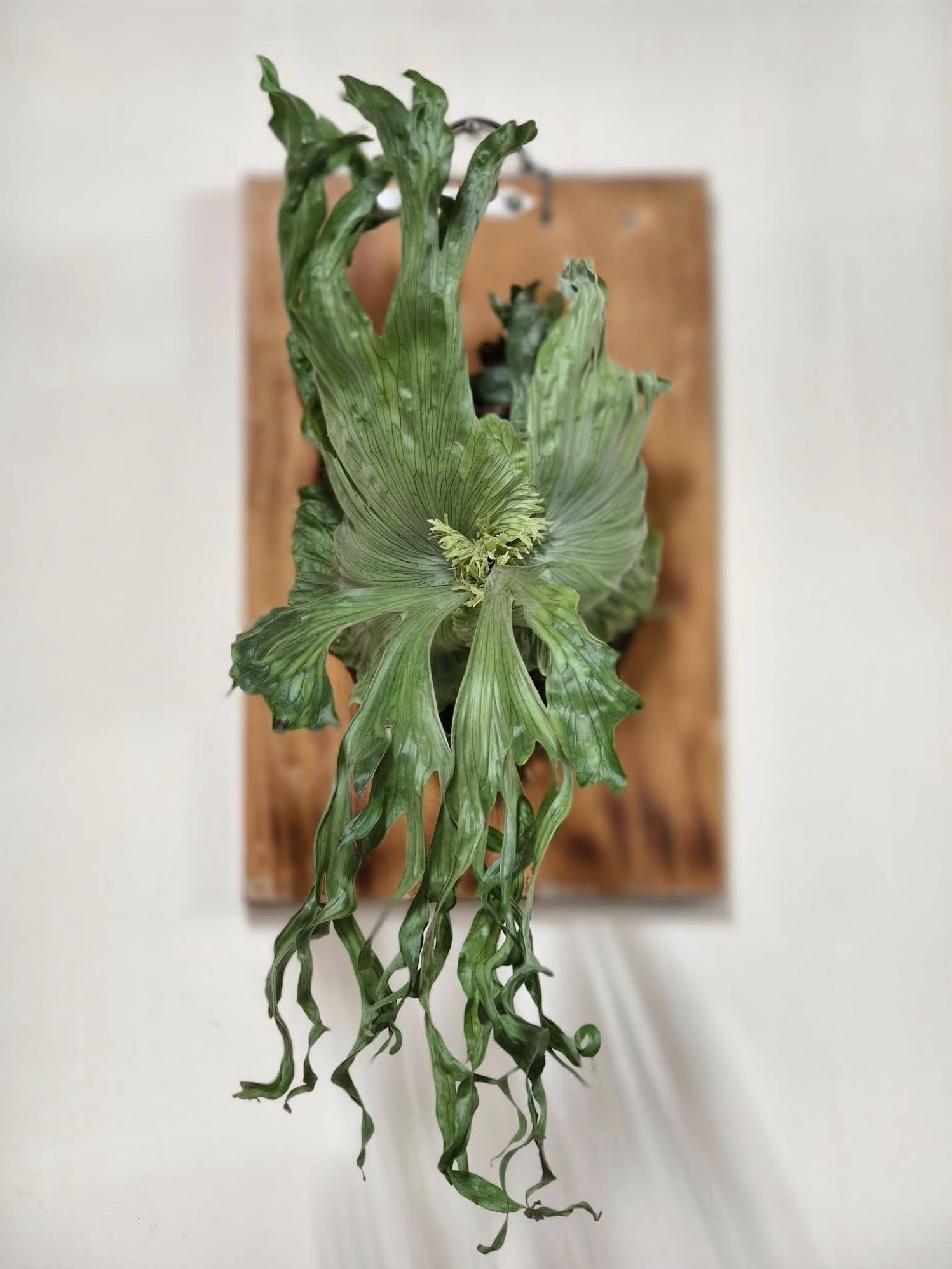 Platycerium Wandae Dwarf (TC) by aroot