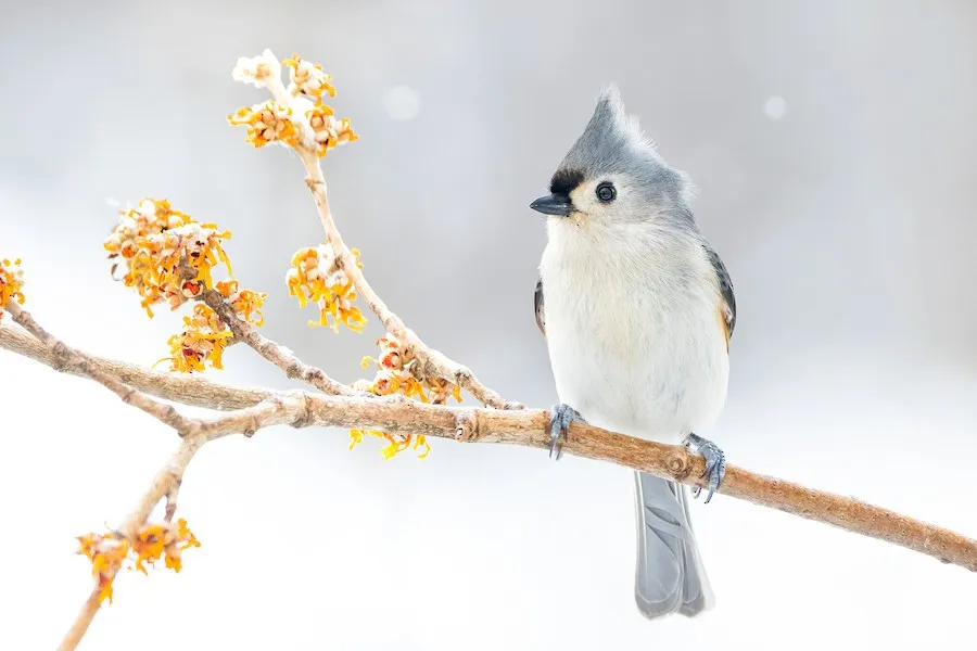Tufted Titmouse Baeolophus bicolor by genevieve
