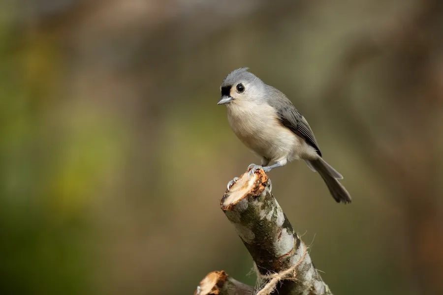 Tufted Titmouse Baeolophus bicolor by genevieve