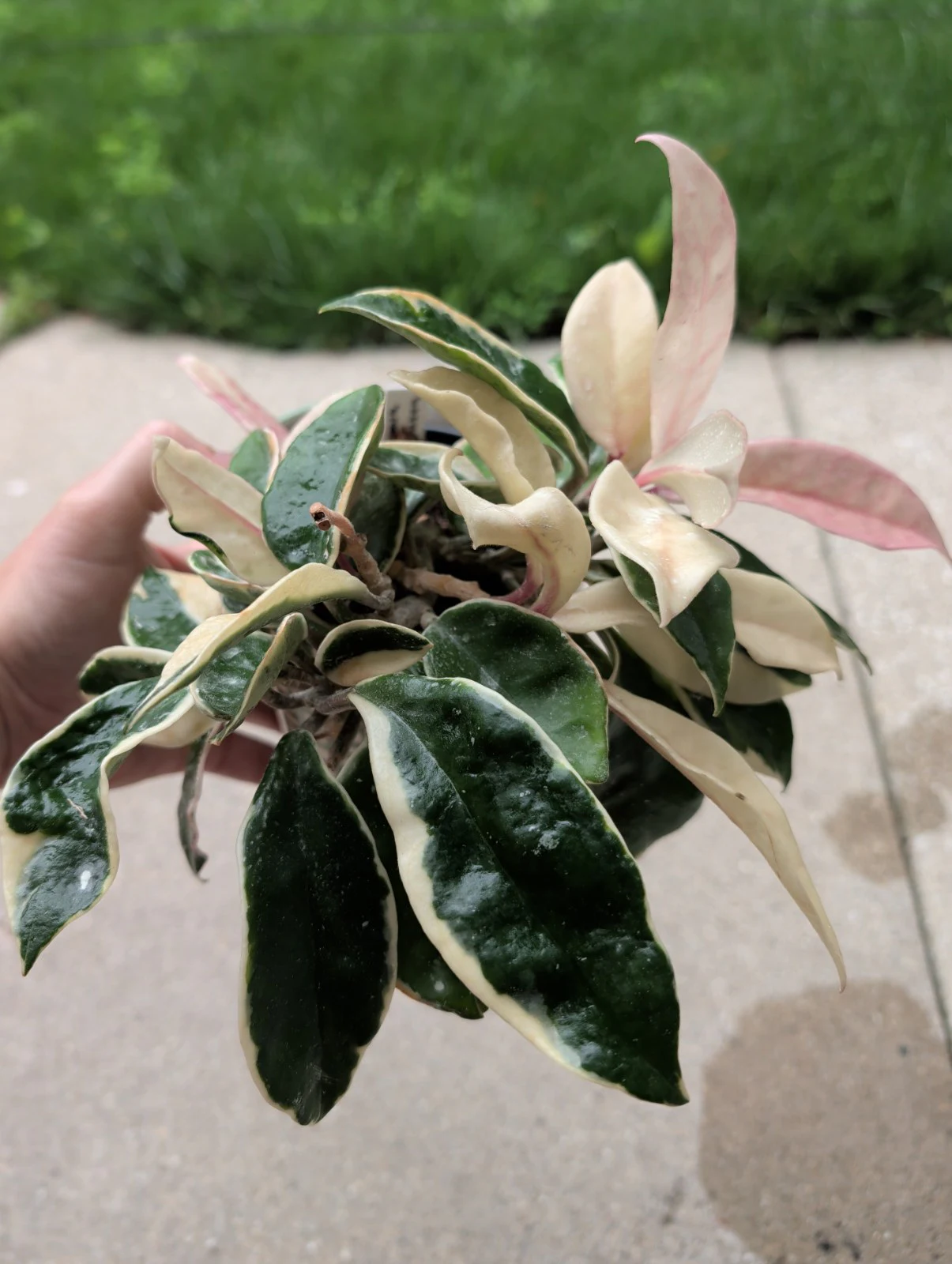 Hoya carnosa 'Krimson Queen' by meg