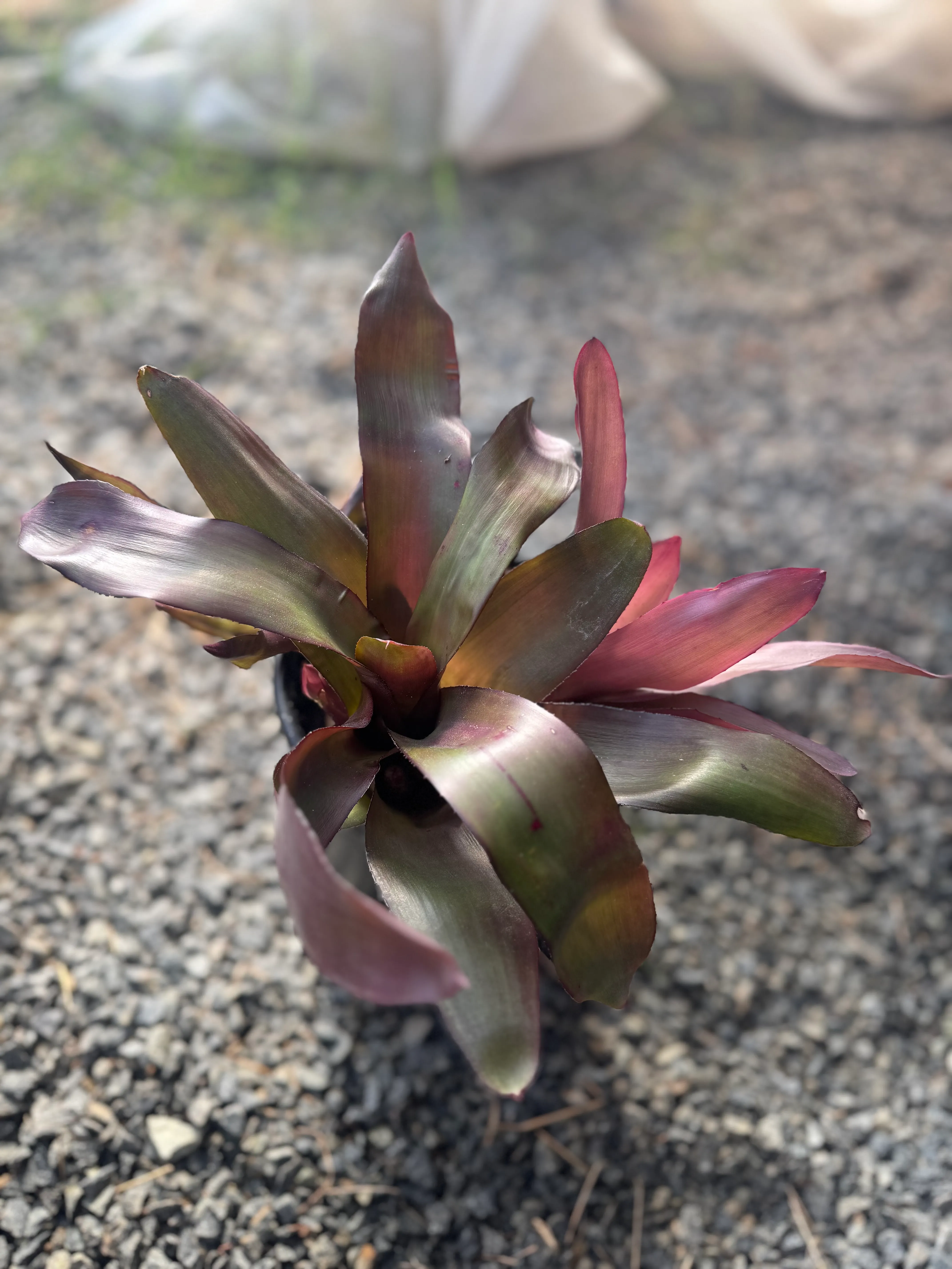 Neoregelia Purple Star by David