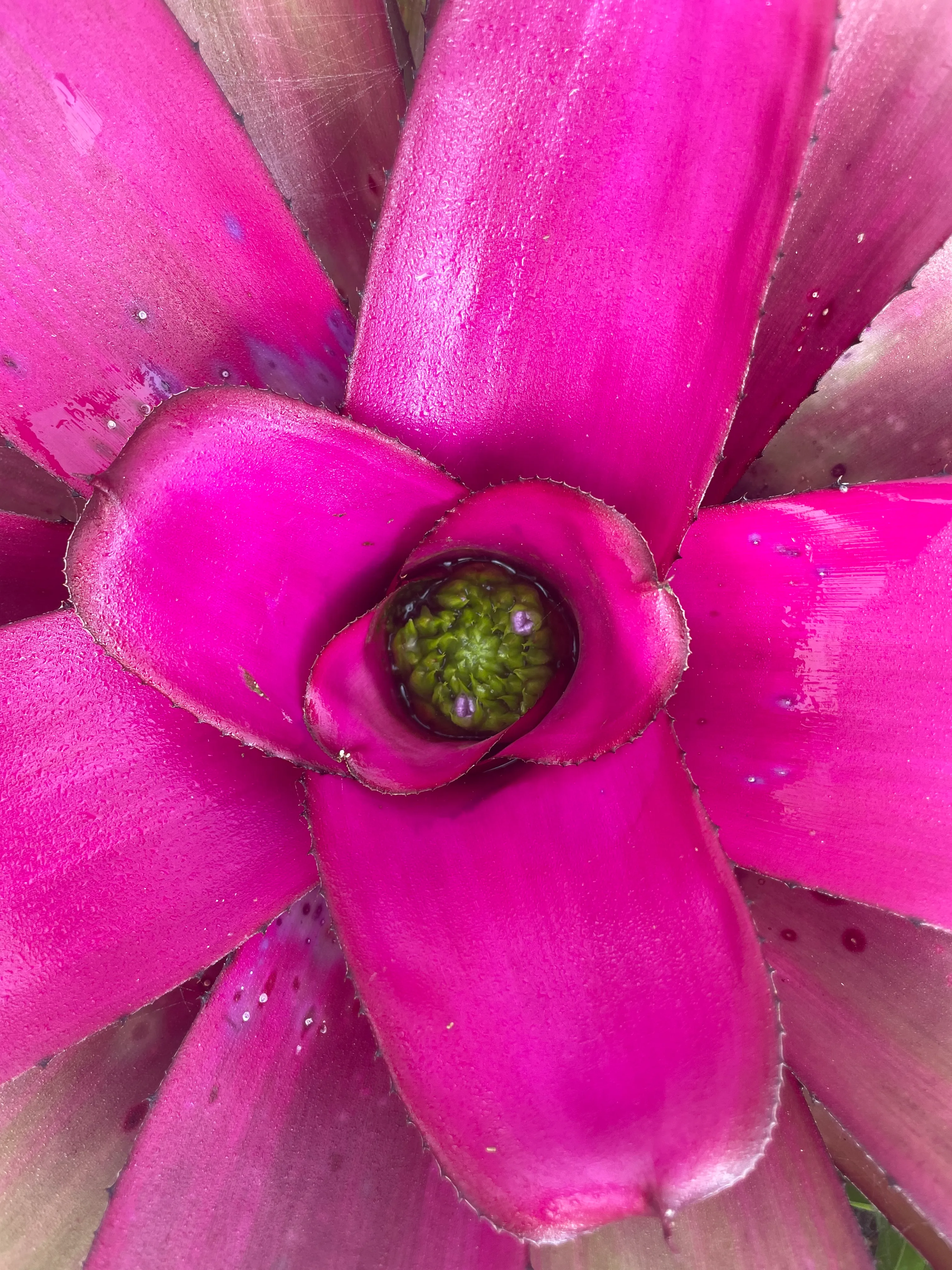 Neoregelia Purple Star by David