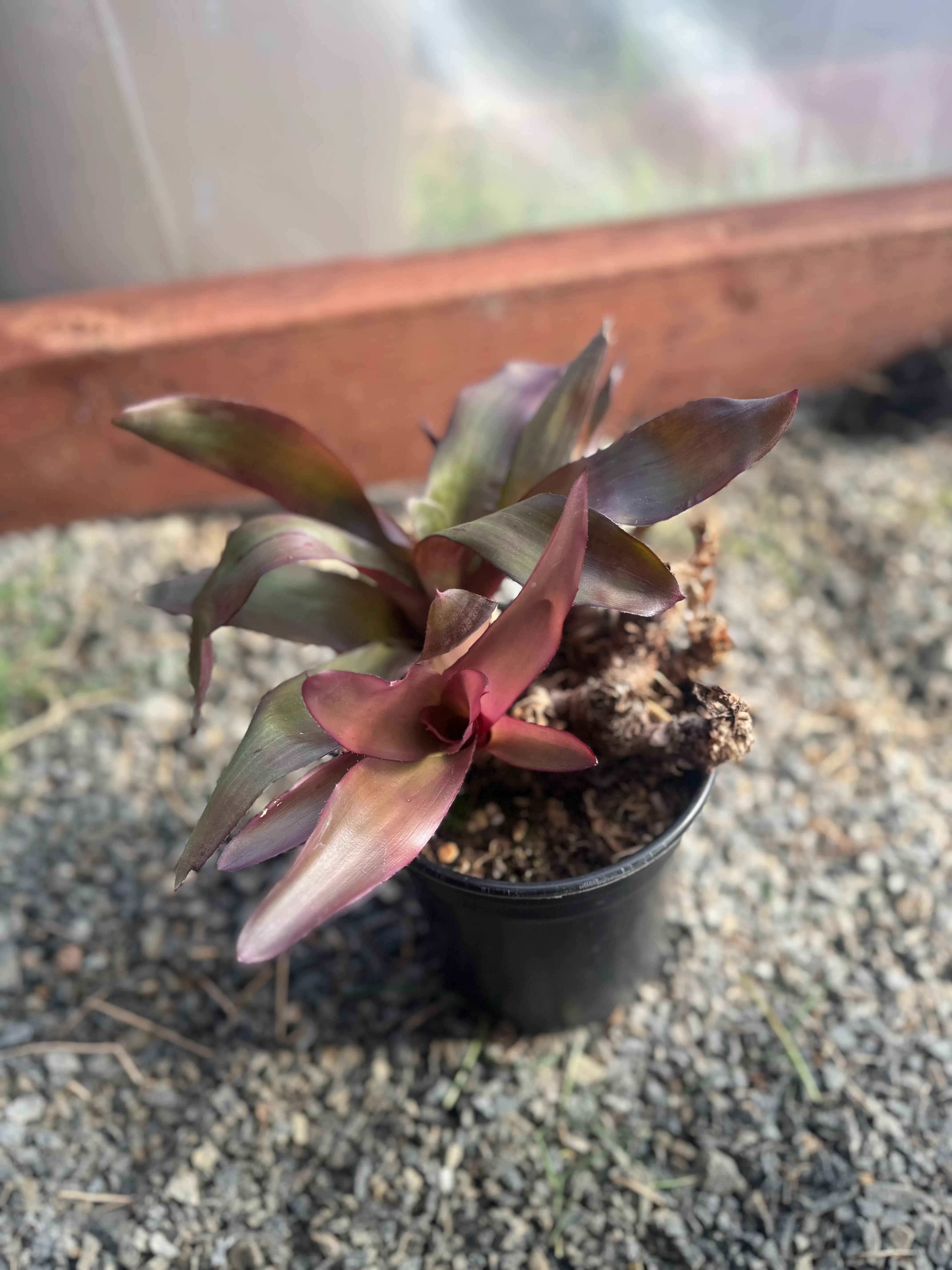 Neoregelia Purple Star by David