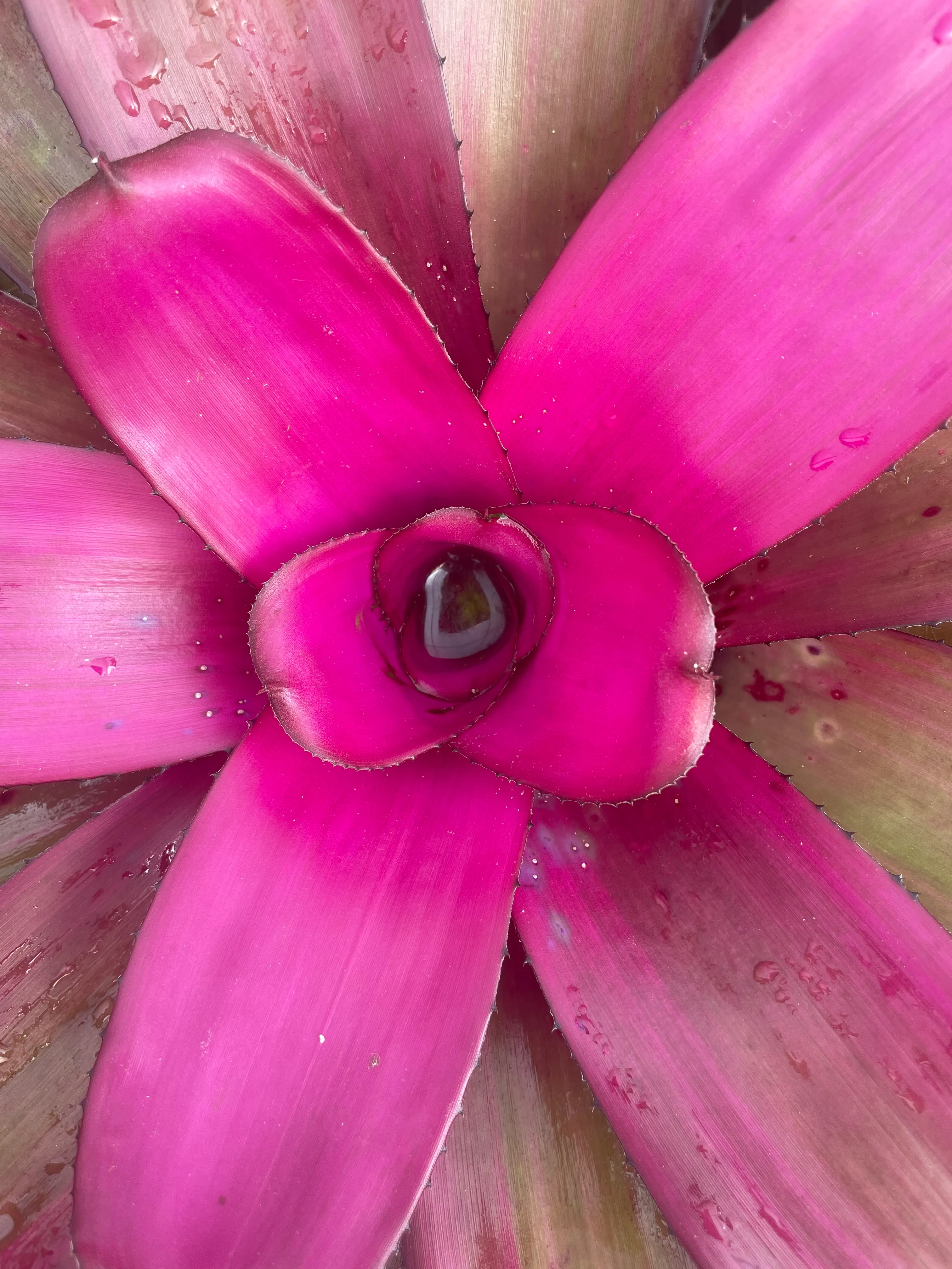 Neoregelia Purple Star by David