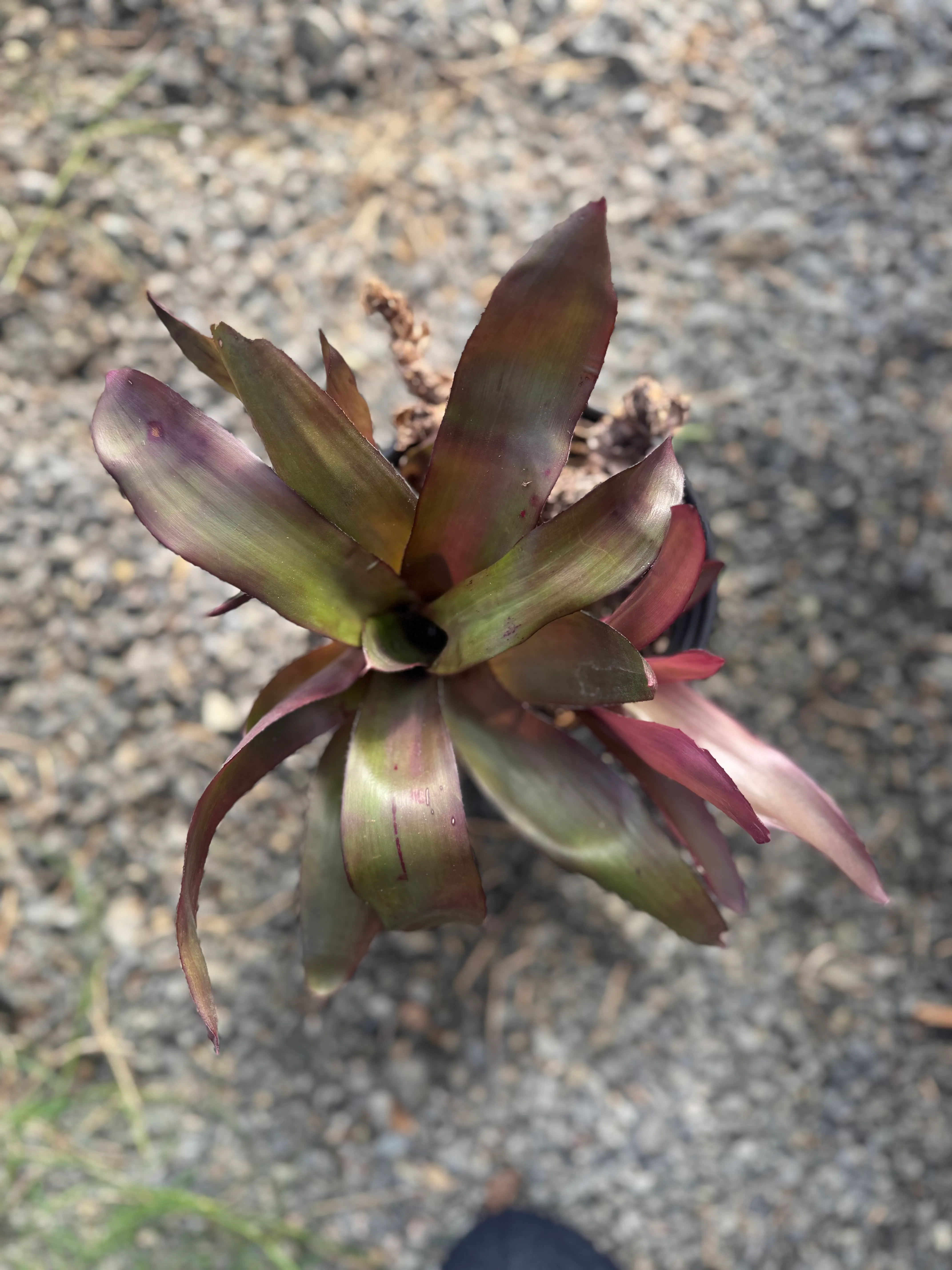 Neoregelia Purple Star by David