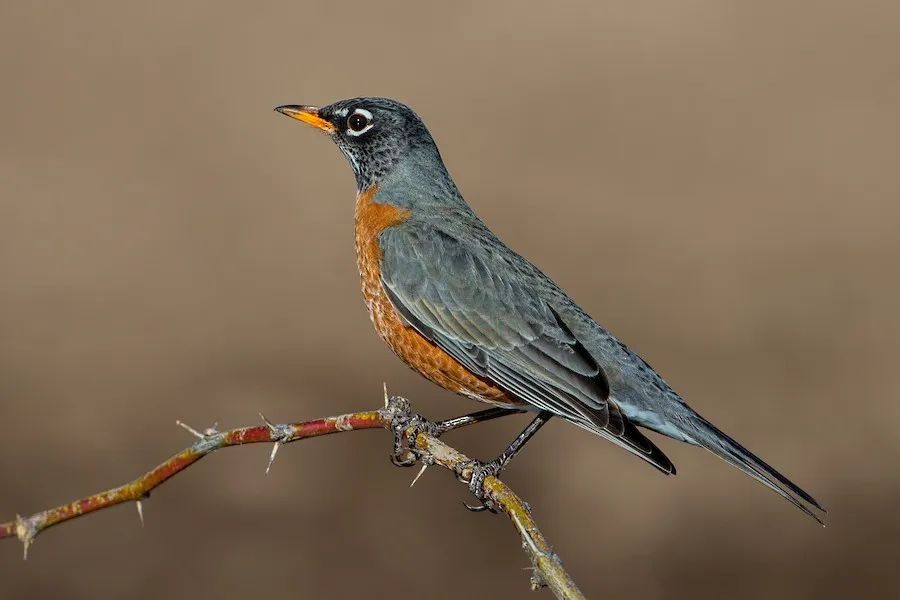 American Robin Turdus migratorius by genevieve