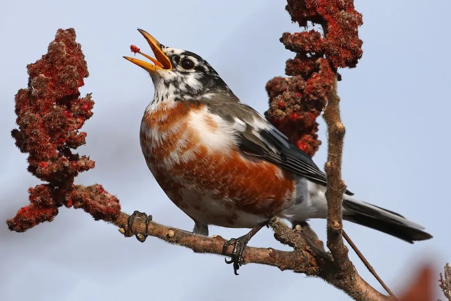 American Robin Turdus migratorius by genevieve