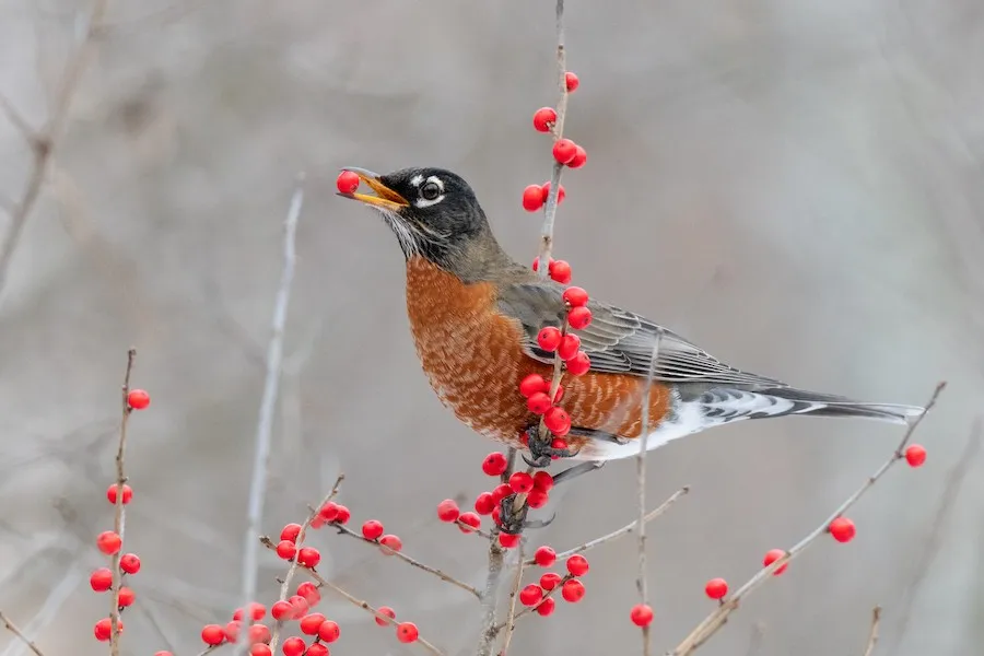 American Robin Turdus migratorius by genevieve