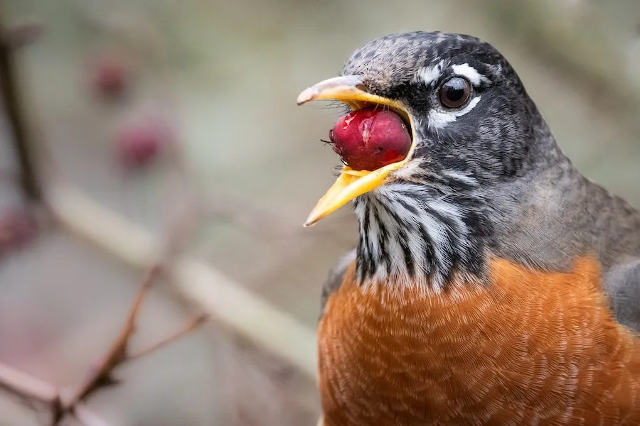 American Robin Turdus migratorius by genevieve